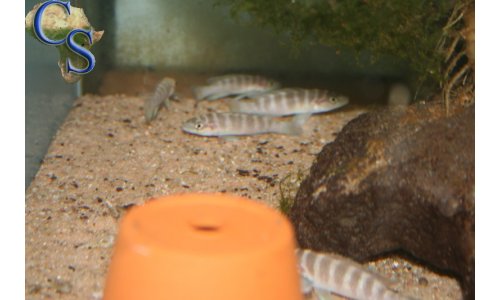 Neolamprologus cylindricus